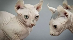 Мачка раса елф: чудесната нежност